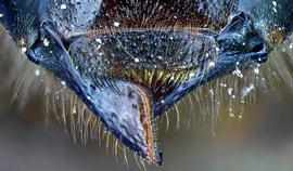   Apis  mandibles without carinae or teeth, photo: A.H. Smith-Pardo 
